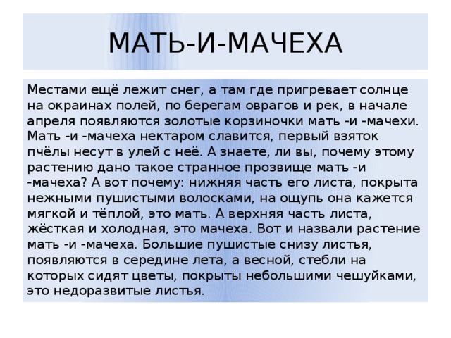 МАТЬ-И-МАЧЕХА Местами ещё лежит снег, а там где пригревает солнце на окраинах полей, по берегам оврагов и рек, в начале апреля появляются золотые корзиночки мать -и -мачехи. Мать -и -мачеха нектаром славится, первый взяток пчёлы несут в улей с неё. А знаете, ли вы, почему этому растению дано такое странное прозвище мать -и -мачеха? А вот почему: нижняя часть его листа, покрыта нежными пушистыми волосками, на ощупь она кажется мягкой и тёплой, это мать. А верхняя часть листа, жёсткая и холодная, это мачеха. Вот и назвали растение мать -и -мачеха. Большие пушистые снизу листья, появляются в середине лета, а весной, стебли на которых сидят цветы, покрыты небольшими чешуйками, это недоразвитые листья. 