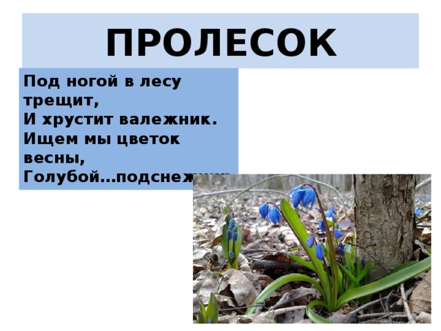 ПРОЛЕСОК Под ногой в лесу трещит,  И хрустит валежник.  Ищем мы цветок весны,  Голубой…подснежник 
