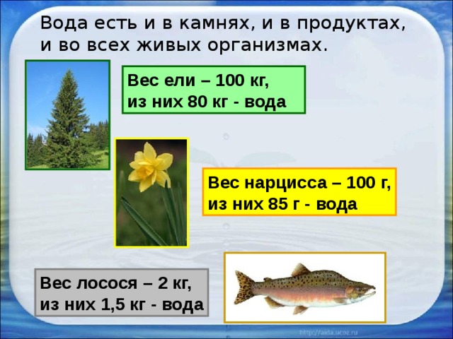  Вода есть и в камнях, и в продуктах, и во всех живых организмах. Вес ели – 100 кг, из них 80 кг - вода Вес нарцисса – 100 г, из них 85 г - вода Вес лосося – 2 кг, из них 1,5 кг - вода 