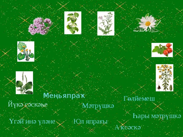Меңьяпраҡ Гөлйемеш Йүкә сәскәһе Мәтрүшкә Һары мәтрүшкә Үгәй инә үләне Юл япрағы Аҡсәскә 