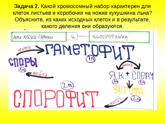 Задача 2.  Какой хромосомный набор характерен для клеток листьев и коробочки на ножке кукушкина льна? Объясните, из каких исходных клеток и в результате, какого деления они образуются.   