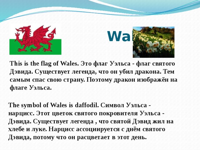  Wales This is the flag of Wales. Это флаг Уэльса - флаг святого Дэвида. Существует легенда, что он убил дракона. Тем самым спас свою страну. Поэтому дракон изображён на флаге Уэльса. The symbol of Wales is daffodil. Символ Уэльса - нарцисс. Этот цветок святого покровителя Уэльса - Дэвида. Существует легенда , что святой Дэвид жил на хлебе и луке. Нарцисс ассоциируется с днём святого Дэвида, потому что он расцветает в этот день. 