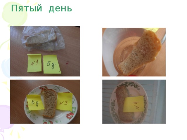 Пятый день 