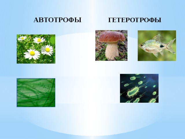  АВТОТРОФЫ  ГЕТЕРОТРОФЫ 