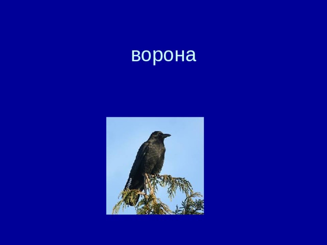 ворона 