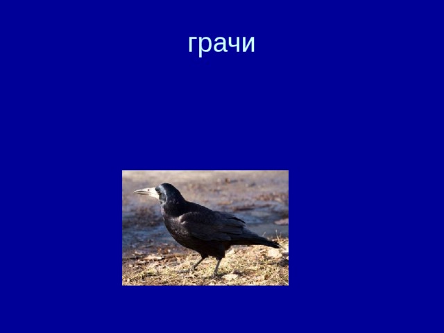 грачи 