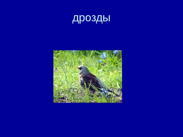 дрозды 