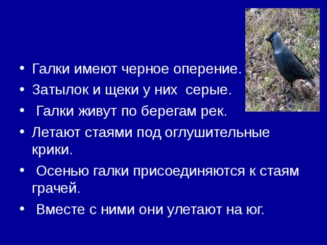 Галки имеют черное оперение. Затылок и щеки у них  серые.  Галки живут по берегам рек. Летают стаями под оглушительные крики.  Осенью галки присоединяются к стаям грачей.  Вместе с ними они улетают на юг. 