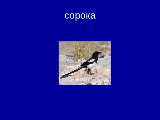 сорока 