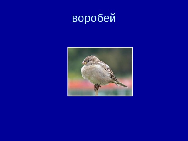 воробей 