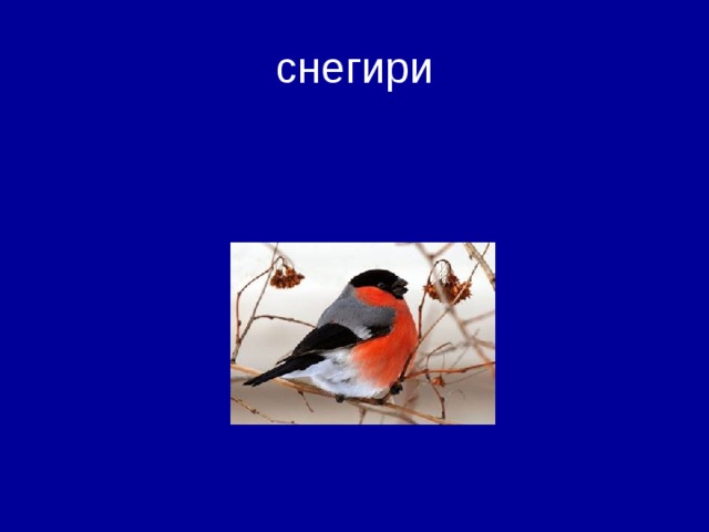 снегири 