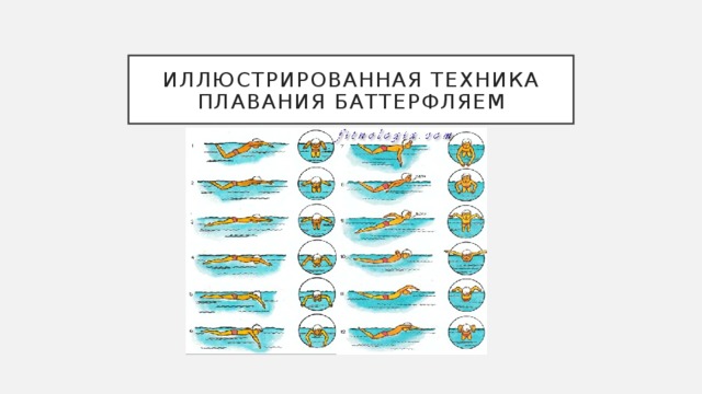 Иллюстрированная техника плавания баттерфляем 