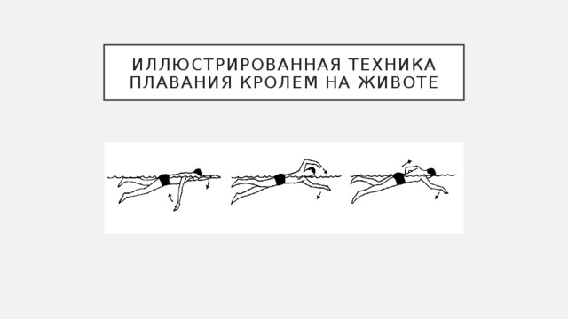 Иллюстрированная техника плавания кролем на животе 