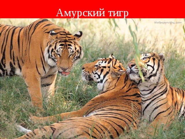 Амурский тигр 