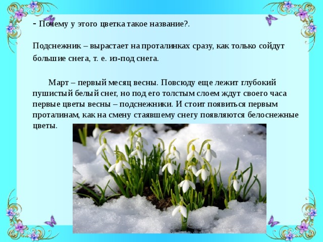 - Почему у этого цветка такое название?. Подснежник – вырастает на проталинках сразу, как только сойдут большие снега, т. е. из-под снега.   Март – первый месяц весны. Повсюду еще лежит глубокий пушистый белый снег, но под его толстым слоем ждут своего часа первые цветы весны – подснежники. И стоит появиться первым проталинам, как на смену стаявшему снегу появляются белоснежные цветы. 