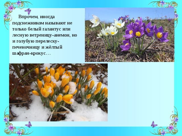  Впрочем, иногда подснежником называют не только белый галантус или лесную ветреницу-анемон, но и голубую перелеску-печеночницу и жёлтый шафран-крокус… 