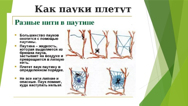Как пауки плетут паутину 