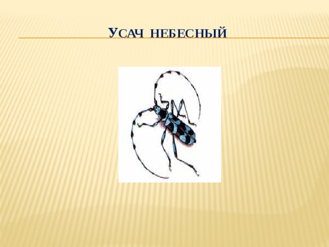 У сач небесный 