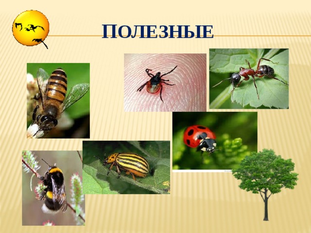 п олезные 
