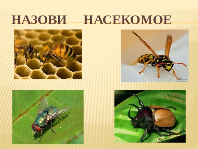 Назови насекомое 