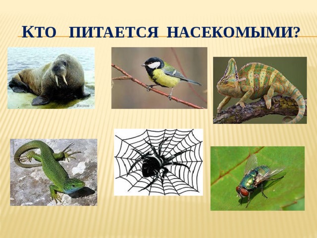 К то питается насекомыми? 