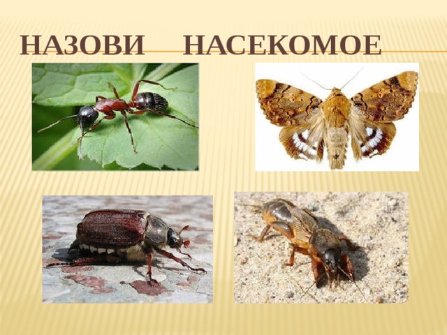 Назови насекомое 