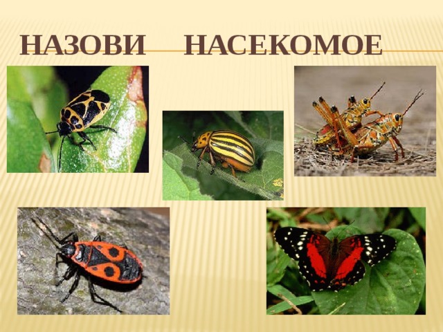Назови насекомое 