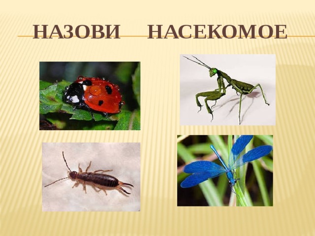 Назови насекомое 