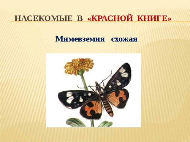 Насекомые в «красной книге» Мимевземия схожая         