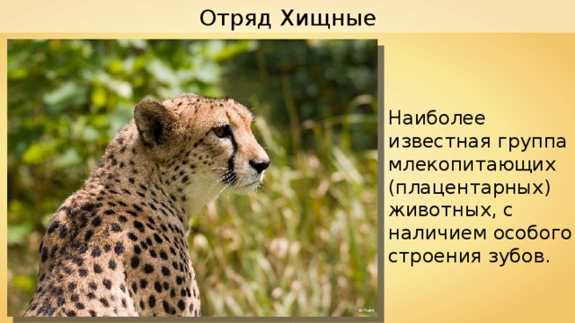Отряд Хищные Наиболее известная группа млекопитающих (плацентарных) животных, с наличием особого строения зубов. schani 