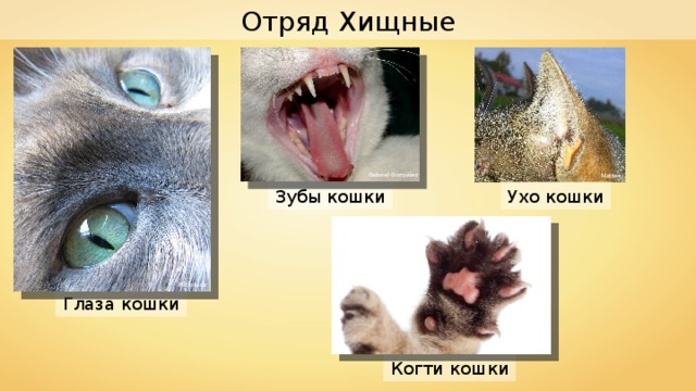 Отряд Хищные Gabriel González Mattes Зубы кошки Ухо кошки FlickrLickr Глаза кошки Когти кошки 