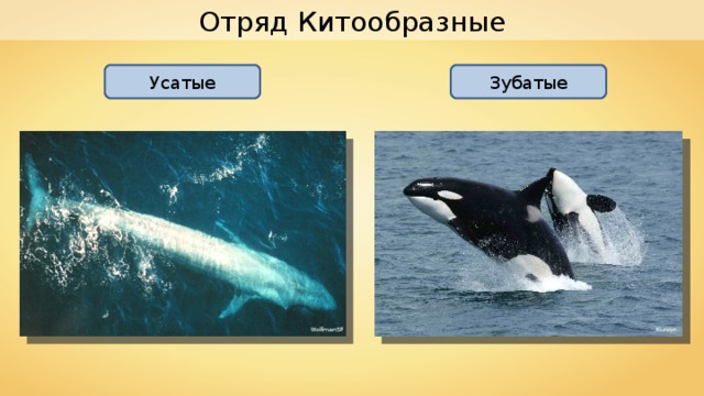 Отряд Китообразные Усатые Зубатые WolfmanSF Kurzon 