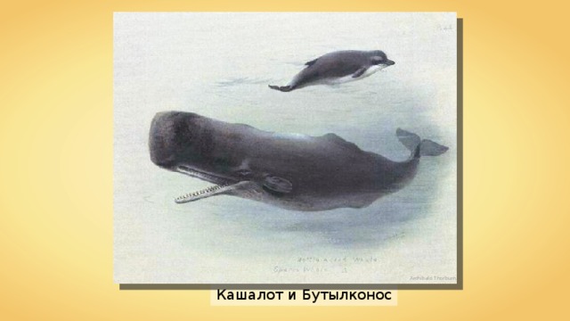 Archibald Thorburn Кашалот и Бутылконос 