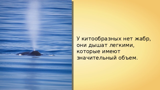 У китообразных нет жабр, они дышат легкими, которые имеют значительный объем. 