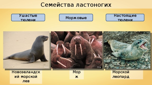 Семейства ластоногих Ушастые тюлени Моржовые Настоящие тюлени Karora Pfinge Papa Lima Whiskey Новозеландский морской лев Морской леопард Морж 