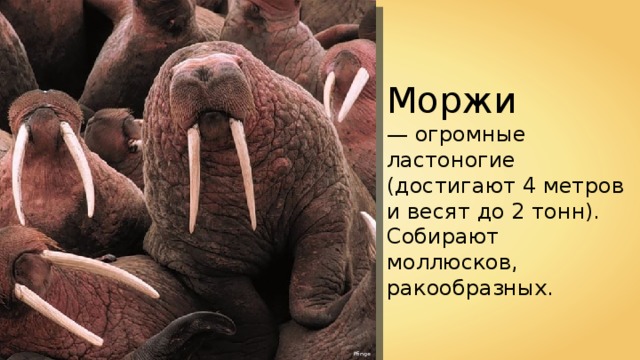 Моржи — огромные ластоногие (достигают 4 метров и весят до 2 тонн). Собирают моллюсков, ракообразных. Pfinge 