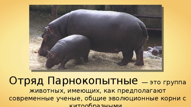 Egg Отряд Парнокопытные — это группа животных, имеющих, как предполагают современные ученые, общие эволюционные корни с китообразными. 