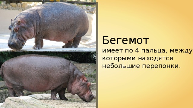 Бегемот имеет по 4 пальца, между которыми находятся небольшие перепонки. Micha L. Rieser Magnus Manske 