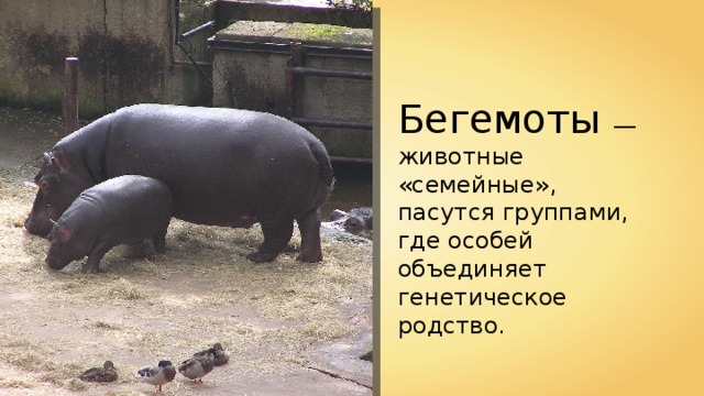 Бегемоты — животные «семейные», пасутся группами, где особей объединяет генетическое родство. Egg 
