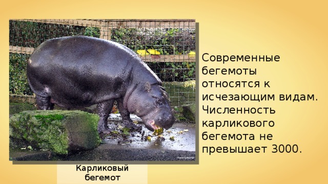 Современные бегемоты относятся к исчезающим видам. Численность карликового бегемота не превышает 3000. Arpingstone Карликовый бегемот 