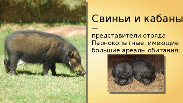 Свиньи и кабаны — представители отряда Парнокопытные, имеющие большие ареалы обитания. Slick-o-bot Tekken50 