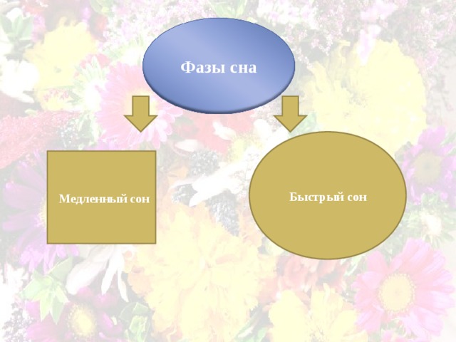 Фазы сна Быстрый сон Медленный сон 