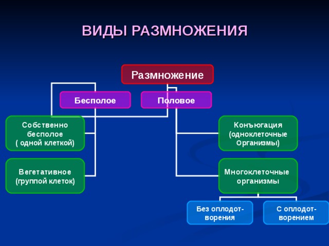 ВИДЫ РАЗМНОЖЕНИЯ Бесполое Половое Собственно бесполое ( одной клеткой) Конъюгация (одноклеточные Организмы) Вегетативное (группой клеток) Многоклеточные организмы Без оплодот- ворения С оплодот- ворением 