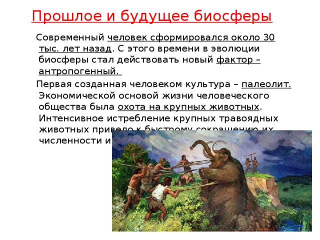  Прошлое и будущее биосферы  Современный человек сформировался около 30 тыс. лет назад . С этого времени в эволюции биосферы стал действовать новый фактор – антропогенный.  Первая созданная человеком культура – палеолит. Экономической основой жизни человеческого общества была охота на крупных животных . Интенсивное истребление крупных травоядных животных привело к быстрому сокращению их численности и исчезновению многих видов.   