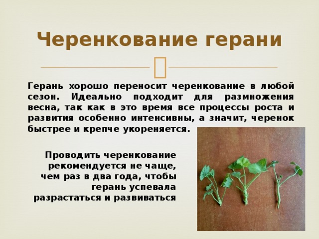 Черенкование герани Герань хорошо переносит черенкование в любой сезон. Идеально подходит для размножения весна, так как в это время все процессы роста и развития особенно интенсивны, а значит, черенок быстрее и крепче укореняется.  Проводить черенкование рекомендуется не чаще, чем раз в два года, чтобы герань успевала разрастаться и развиваться 