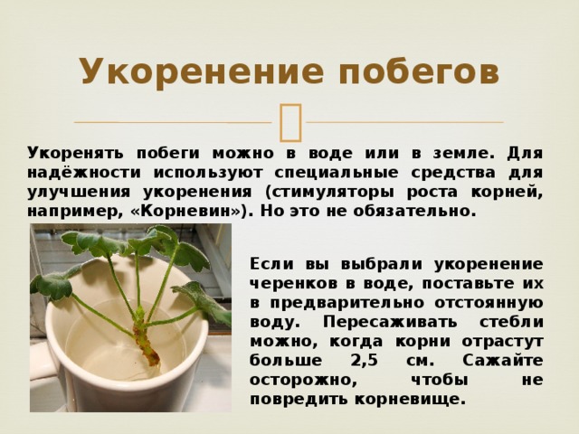 Укоренение побегов Укоренять побеги можно в воде или в земле. Для надёжности используют специальные средства для улучшения укоренения (стимуляторы роста корней, например, «Корневин»). Но это не обязательно.  Если вы выбрали укоренение черенков в воде, поставьте их в предварительно отстоянную воду. Пересаживать стебли можно, когда корни отрастут больше 2,5 см. Сажайте осторожно, чтобы не повредить корневище. 