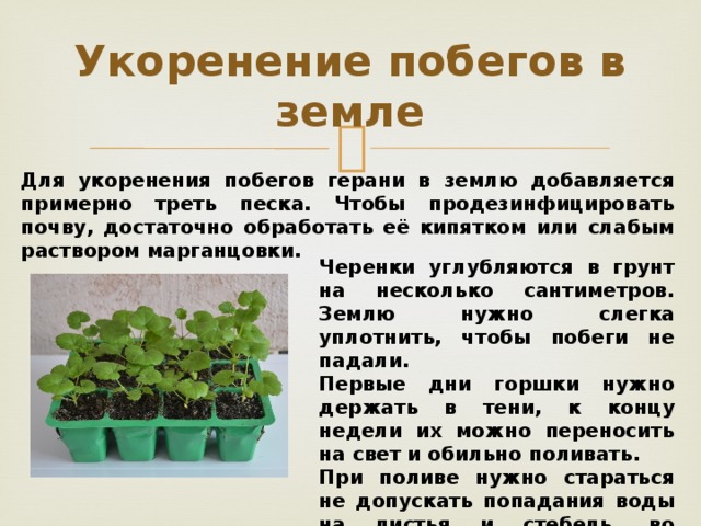 Укоренение побегов в земле Для укоренения побегов герани в землю добавляется примерно треть песка. Чтобы продезинфицировать почву, достаточно обработать её кипятком или слабым раствором марганцовки.  Черенки углубляются в грунт на несколько сантиметров. Землю нужно слегка уплотнить, чтобы побеги не падали. Первые дни горшки нужно держать в тени, к концу недели их можно переносить на свет и обильно поливать. При поливе нужно стараться не допускать попадания воды на листья и стебель, во избежание заболеваний.   