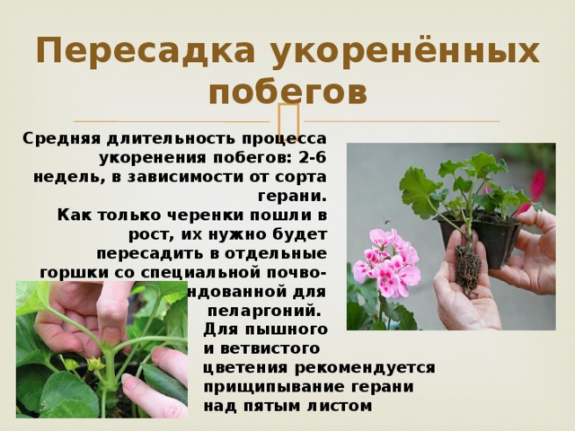 Пересадка укоренённых побегов Средняя длительность процесса укоренения побегов: 2-6 недель, в зависимости от сорта герани. Как только черенки пошли в рост, их нужно будет пересадить в отдельные горшки со специальной почво-смесью, рекомендованной для пеларгоний.  Для пышного и ветвистого цветения рекомендуется прищипывание герани над пятым листом 