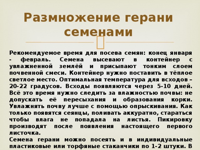 Размножение герани семенами Рекомендуемое время для посева семян: конец января - февраль. Семена высевают в контейнер с увлажненной землёй и присыпают тонким слоем почвенной смеси. Контейнер нужно поставить в тёплое светлое место. Оптимальная температура для всходов – 20-22 градусов. Всходы появляются через 5-10 дней. Всё это время нужно следить за влажностью почвы: не допускать её пересыхания и образования корки. Увлажнять почву лучше с помощью опрыскивания. Как только появятся сеянцы, поливать аккуратно, стараться чтобы влага не попадала на листья. Пикировку производят после появления настоящего первого листочка. Семена герани можно посеять и в индивидуальные пластиковые или торфяные стаканчики по 1-2 штуки. В этом случае пикировка не потребуется.       