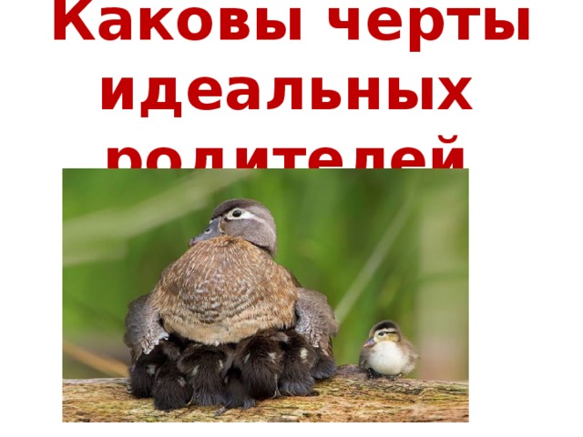  Каковы черты идеальных родителей  ? 